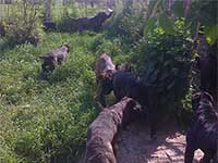 cane corso dogs